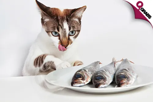 For QR39 Feed your Pets the Right Stuff with a Pet Nutrition Online Course! (QR781 Value)